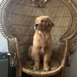 Golden Retriever Puppies from SwanSun Golden Retrievers