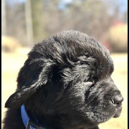 Boy 1 - AKC Registered Navy Blue - Black male Newfoundland puppy in Marshall, Missouri from Majestic Gentle Giants