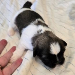 Boy - Tricolor male Shih Tzu puppy in Missouri from Farm Animal Mommy Shih tzu's