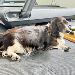 Dachshund puppies from Hannau Doxies