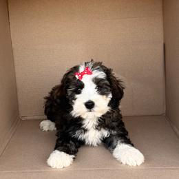 Girl 1 - female Bernedoodle puppy in Peoria, Arizona from Wroth's Pawsibilities