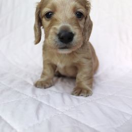 Dale - Cream Dachshund puppy in Nolensville, Tennessee from Boothe’s Dachshunds