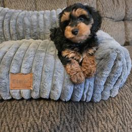 Poodle, Yorkipoo, and Yorkshire Terrier Puppies from Sonshine Yorkies