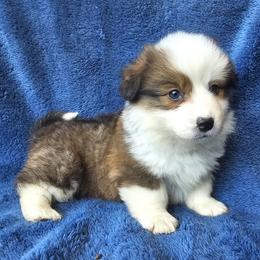 Chunk - Red male Pembroke Welsh Corgi puppy in Castle Rock, Washington from Heckman Corgis
