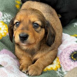 Shaded cream girl - Cream female Dachshund puppy in Johnson, Vermont from RBP Dachshunds