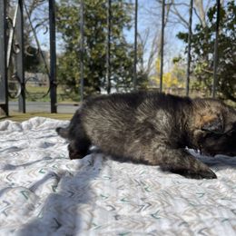 Belgian Malinois and German Shepherd Puppies from Abenteurer German Shepherds & Belgian Malinois