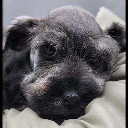 Hugo - Salt and pepper male Giant Schnauzer puppy in Saratoga Springs, Utah from Happy Beard Schnauzers