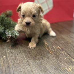 Candy - Apricot female Maltipoo puppy in Bowling Green, Kentucky from Denise Clark