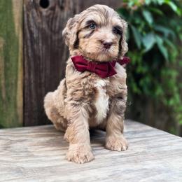 Hitch - Merle male Goldendoodle puppy in Centreville, Mississippi from Trin's Designer Doodles