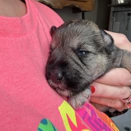 Girl 1 - Salt and pepper female Miniature Schnauzer puppy in Watauga, Texas from Sissy’s Schnauzers