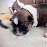 Girl 1 - Black gold and white Shorkie puppy in Idaho from Little Rascal Ranch