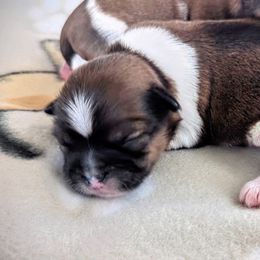 Girl 1 - Black gold and white Shorkie puppy in Idaho from Little Rascal Ranch