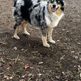 Australian Shepherd puppies from Infinite Aussies