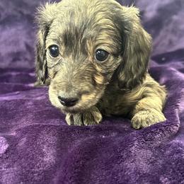 Harp - Brindle female Dachshund puppy in Memphis, Tennessee from River City Doxies