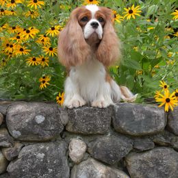 Cavalier King Charles Spaniel and Tibetan Spaniel All Grown Up from Chadwick Cavaliers