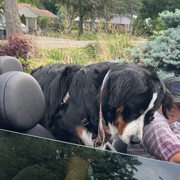Bernese Mountain Dog Puppies from Lonesome Pine Farm