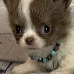 Chihuahuas from Two Y Ranch