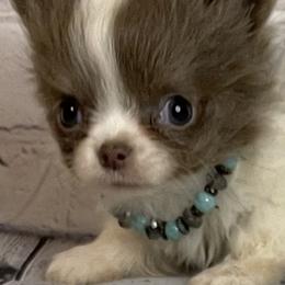 Chihuahuas from Two Y Ranch
