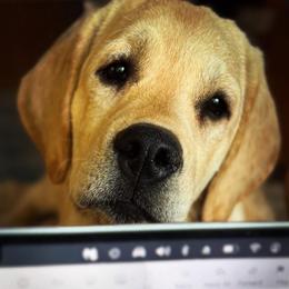Pink Collar - Yellow female Labrador Retriever puppy in Somerset, California from Cantina Labs and Cavs