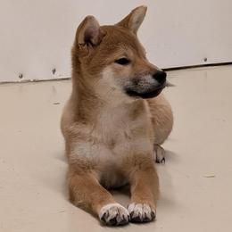 Red female - Red female Shiba Inu puppy in Warren County, New Jersey from Yellow Gate Kennel