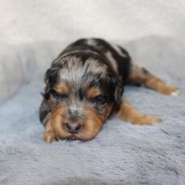Aussiedoodle puppies from His and Hers Poodles and Doodles