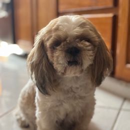 Missy - Shih Tzu