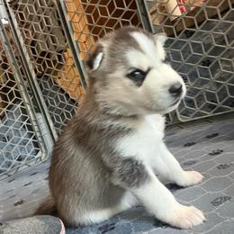 Glory - Black and white female Siberian Husky puppy in Avoca, Michigan from Repurposed Paradise Farm