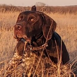 VC Rugged Edges Guns and Roses MHA UT-1 NA-1 - German Shorthaired Pointer