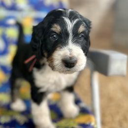 Ashe - Tri-color Bernedoodle puppy in Ferguson, North Carolina from Elevated Standards NC