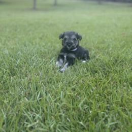 Miniature Schnauzer Puppies from Rebecca LeBoeuf
