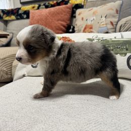 Merlin - Blue merle male Australian Shepherd puppy in Hogansville, Georgia from Blue Creek Farm