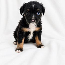 Riggs - Black tri male Miniature Australian Shepherd puppy in Louisville, Mississippi from Kristy’s Kennels