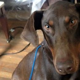 Doberman Pinschers from God's 4 paw Blessings