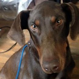 Doberman Pinschers from God's 4 paw Blessings