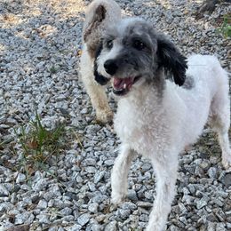 Nadine - Poodle