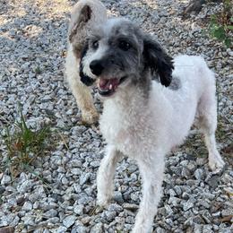 Nadine - Poodle