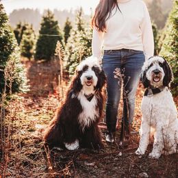Bernedoodle, Bernese Mountain Dog, and Sheepadoodle All Grown Up from VonDoodles Bernedoodles & Sheepadoodles