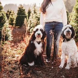 Bernedoodle, Bernese Mountain Dog, and Sheepadoodle All Grown Up from VonDoodles Bernedoodles & Sheepadoodles