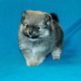 Pomeranian Puppies from Beau Joli Pomeranians