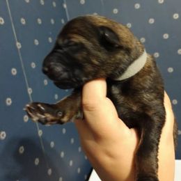 German Shepherd Puppies from Fern Hill Kennel