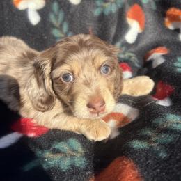 Dachshund Puppies from Kasondra Iversen