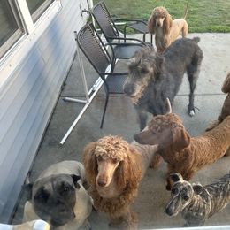 Poodle and Whippet All Grown Up from Charleston Reds Standard Poodles and Whippets