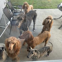 Poodle and Whippet All Grown Up from Charleston Reds Standard Poodles and Whippets
