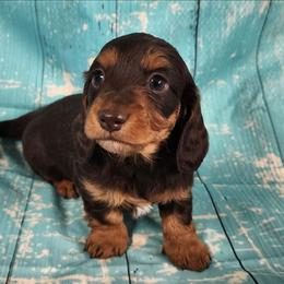 Keeper Girl - Chocolate and tan female Dachshund puppy in Anaconda, Montana from Williams Family Dachshunds
