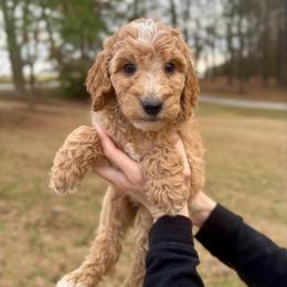 Cider - Apricot male Goldendoodle puppy in Kenansville, North Carolina from J+A Family Doodles