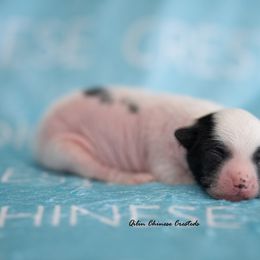 Chinese Crested Puppies from Qilin Chinese Crested