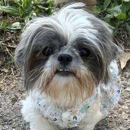 Cookie - Shih Tzu