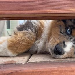 Miniature Australian Shepherds from +s mini Aussies