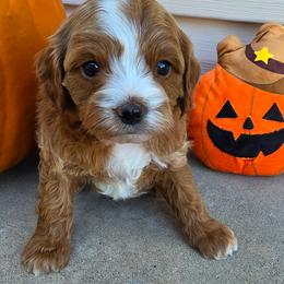 Cayenne - Brown male Cavapoo puppy in Syracuse, Utah from Just Doodling Dogs