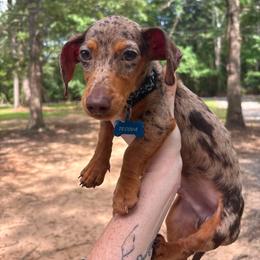 Tecova - Dachshund